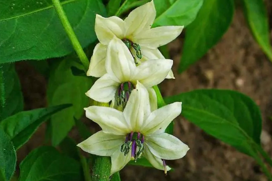 1667294653316599.jpg 20221025-1-1-3.jpg