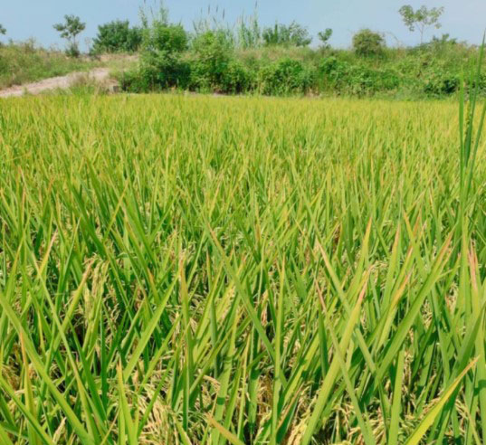 1667294853652672.jpg 20221025-1-4-5.jpg